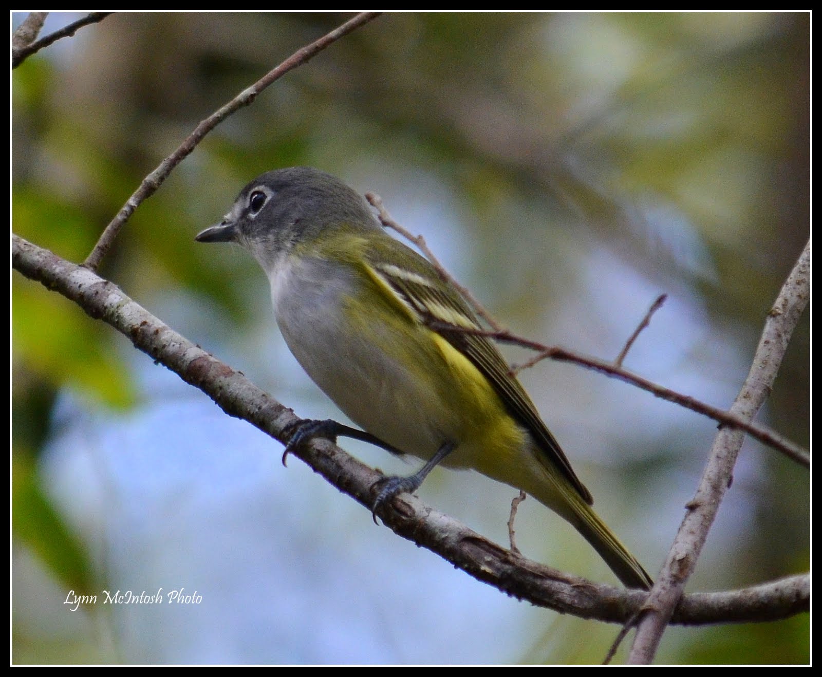 Blue Headed Vireo