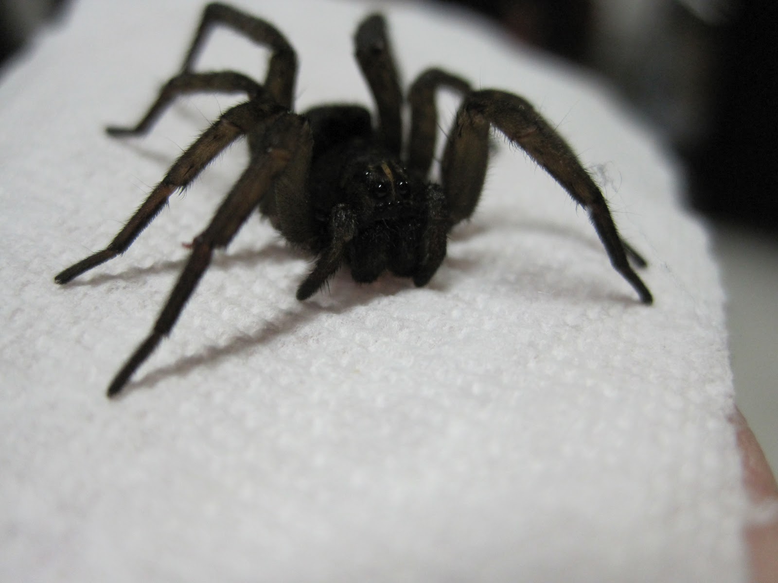 Wild Maryland 101: MD Spiders: Wolf Spiders (Lycosidae)