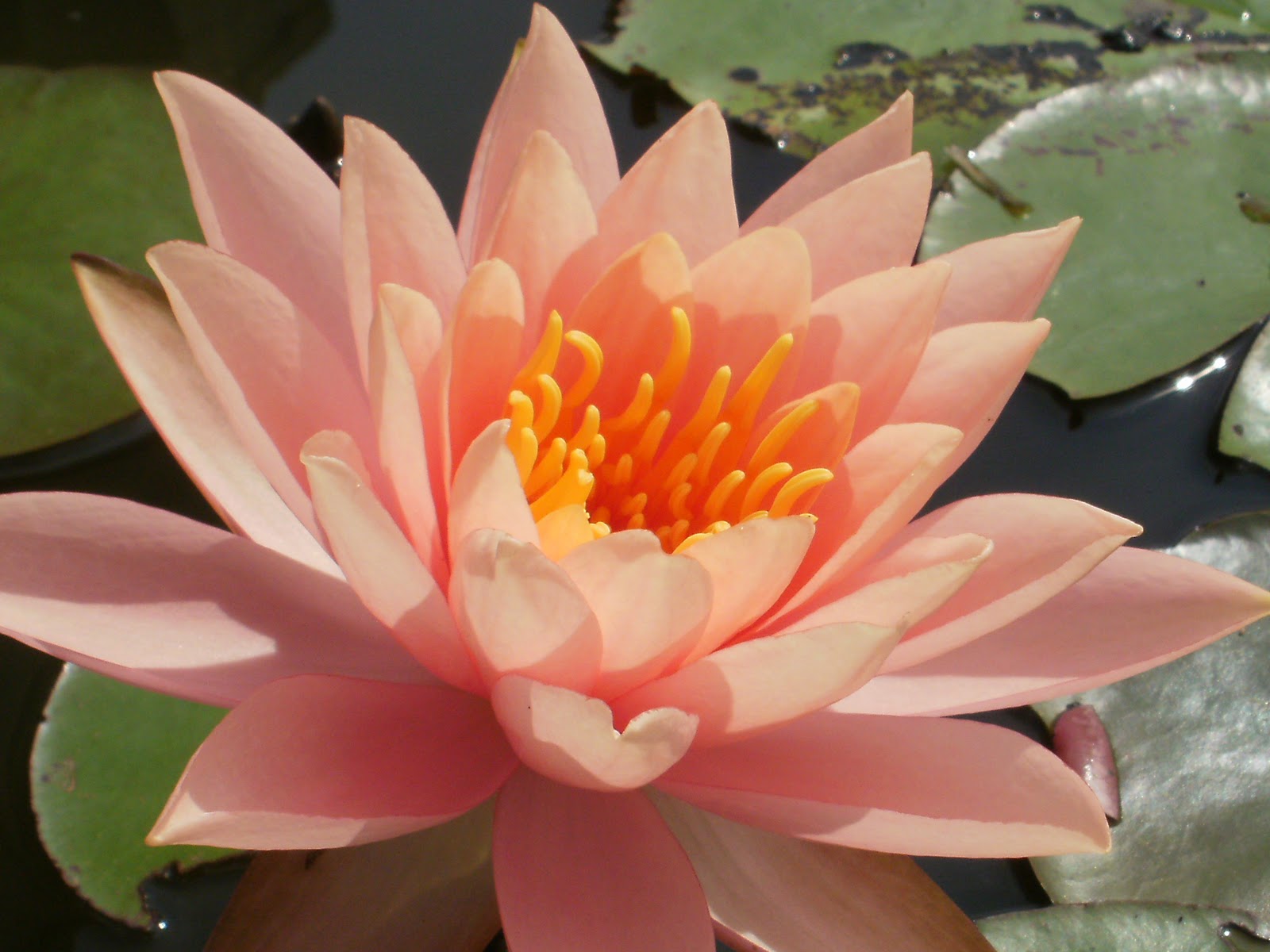 Blooming Lotus