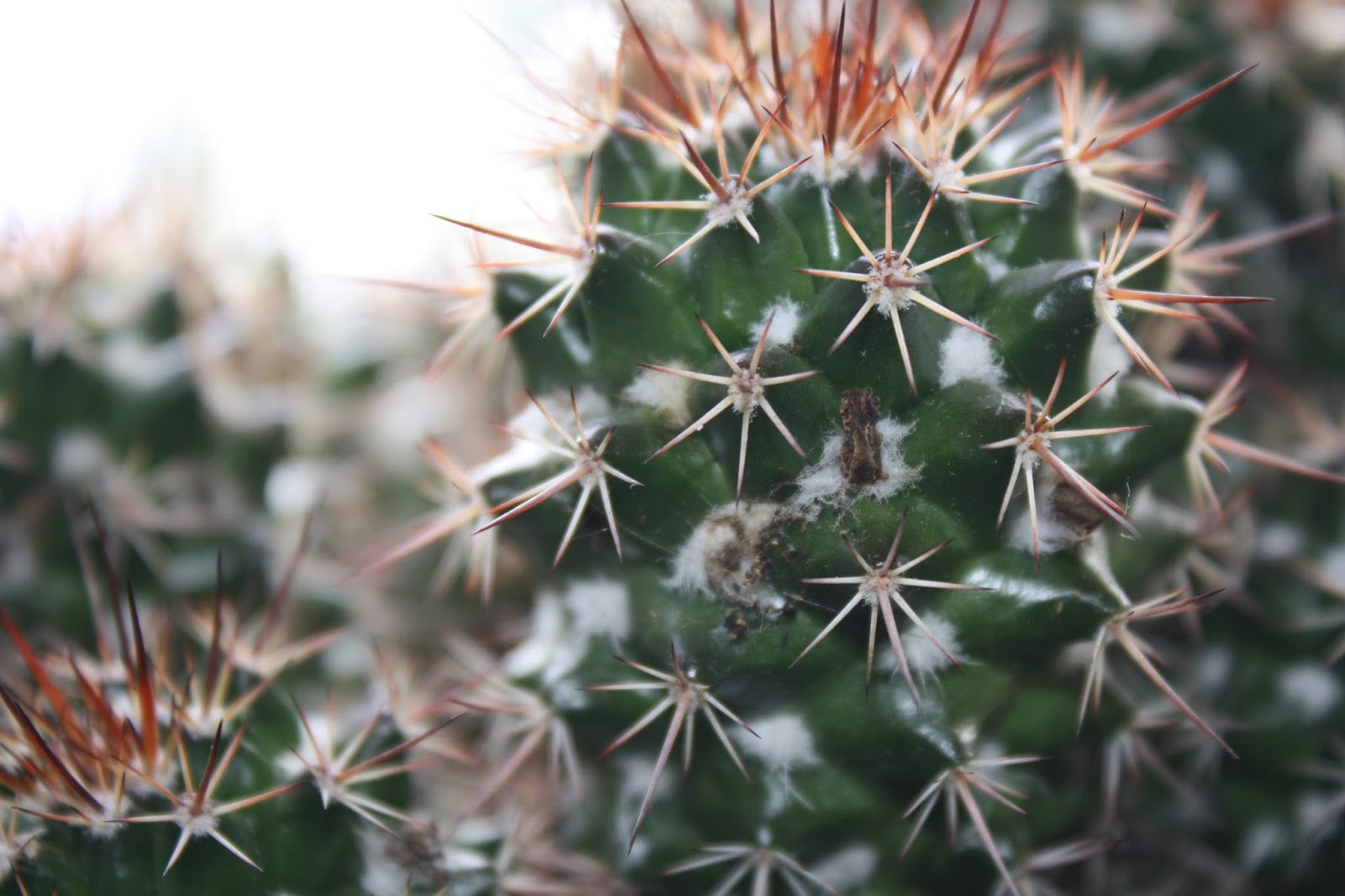 ARDQBEAT BLOGS cactus; plant with thick fleshy stem, usually with