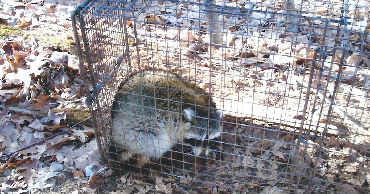Comstock Cage Traps, In Action on the Line Another Bobcat in a