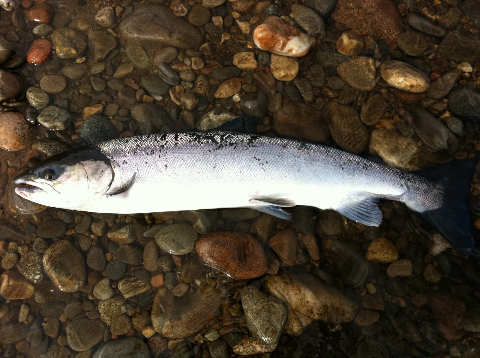 Speycasting The Salmon Kelt