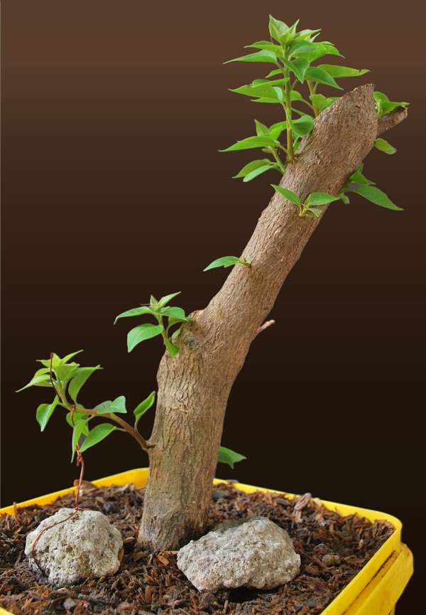 Bougainvillea Cutting (6) Progression Pictures Bonsai Adventure A