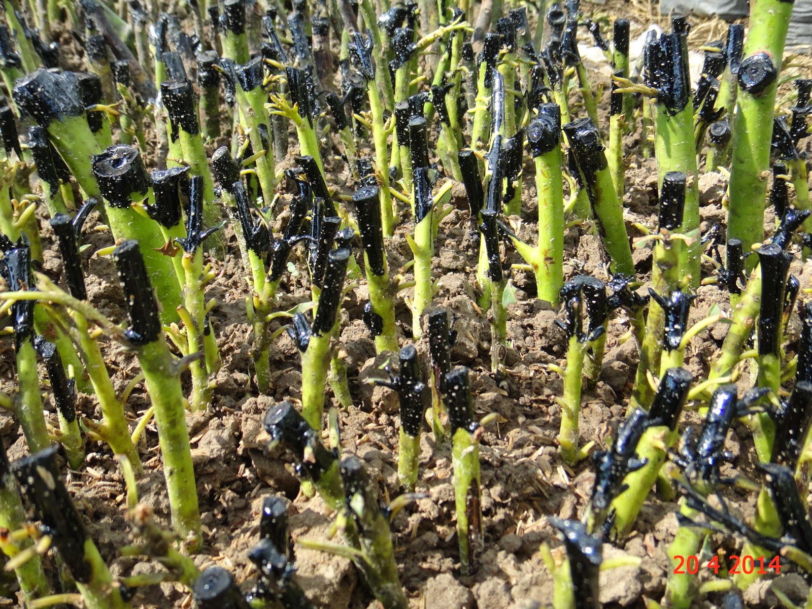 Experimental Farming Avocado Cuttings Trial 2.