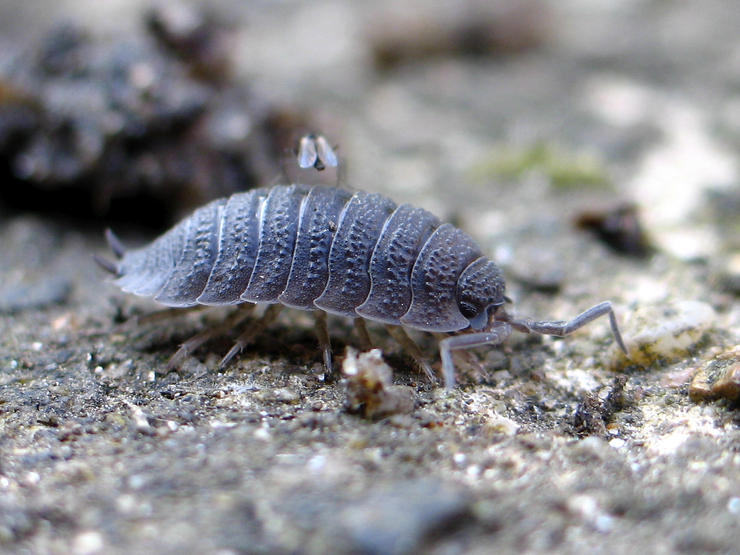 BugBlog Woodlice Parade