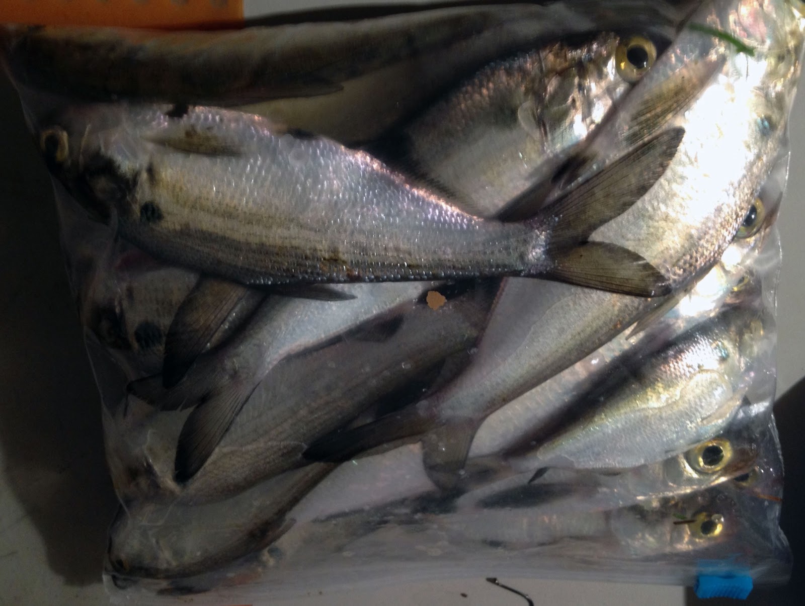 Pondboy's Angling Adventures Illinois Blue Catfish a New Angling