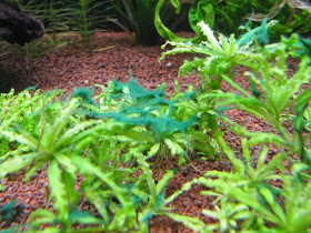 Cyanobactérie sur une plante