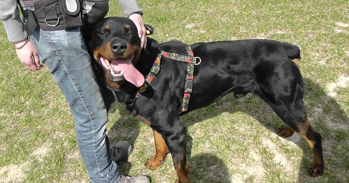 Canis sapiens gewaltfreies Hundetraining Marlo und die Tierklinik