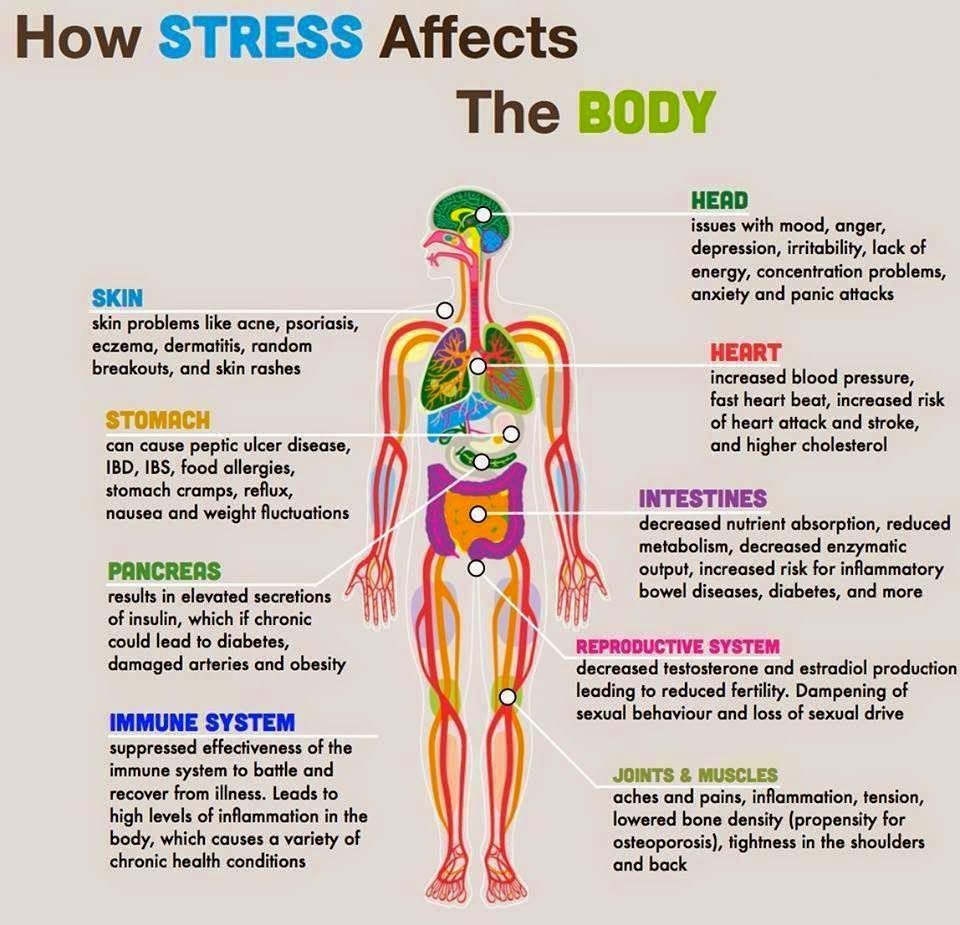 Stress And Learning How Stress Affects The