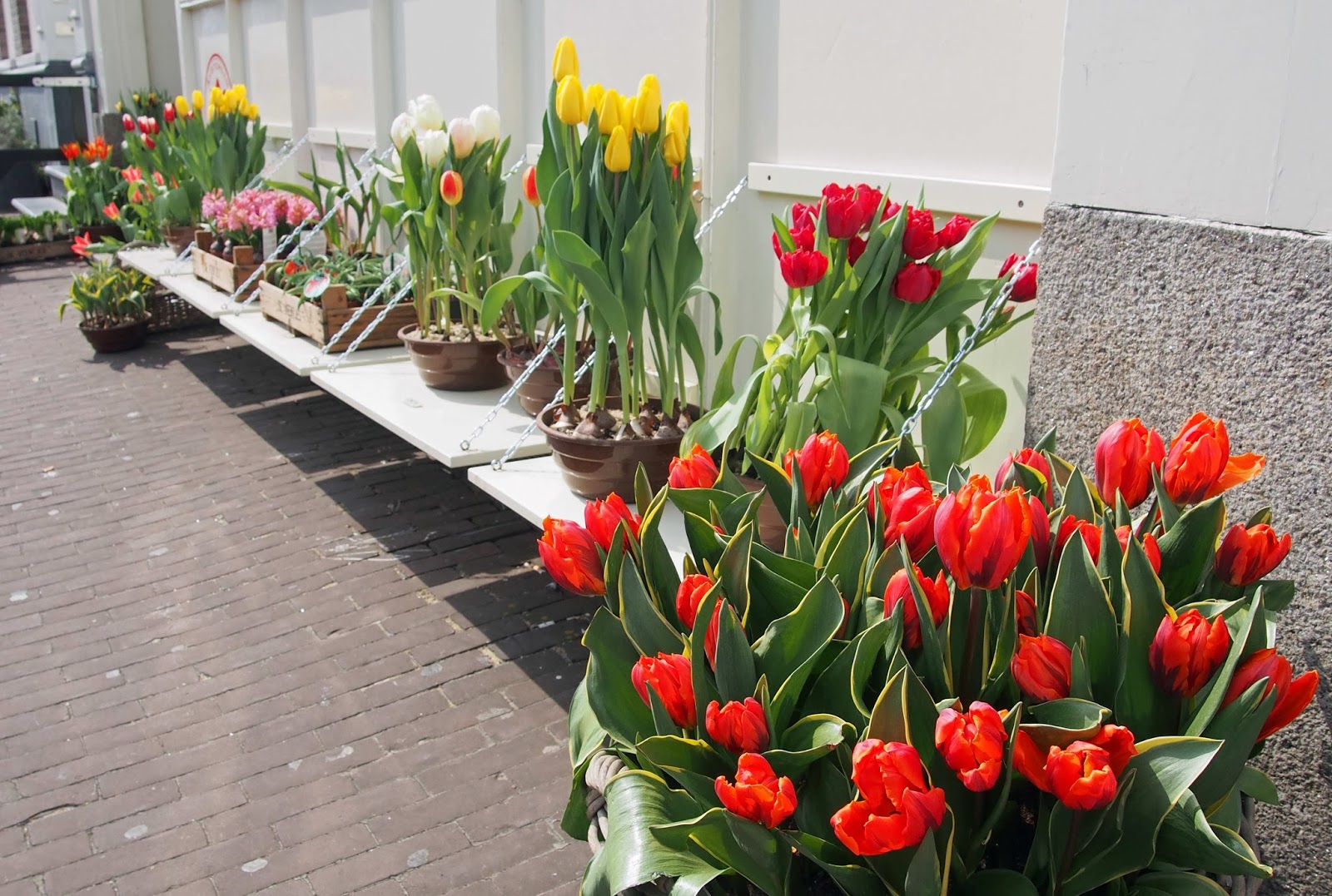 Amsterdam 2013 Amsterdam Tulip Museum