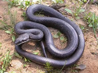 black rat snake venomous