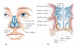 DIAGRAM OF THE HUMAN NOSE PIC