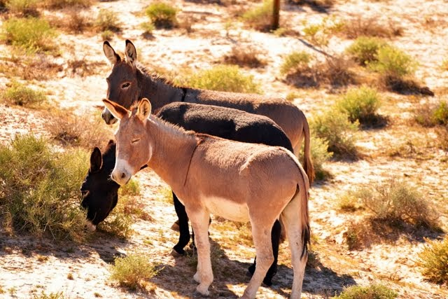 Wild Burros 3440