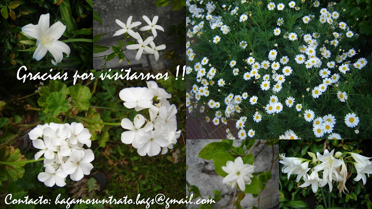 Amamos las flores blancas tanto como amamos el verano :))