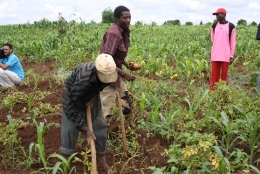 Zambezia - Morrumbala: Oito mil produtores aprendem técnicas agrícolas 1 Produtores+Morrumbala.jpg