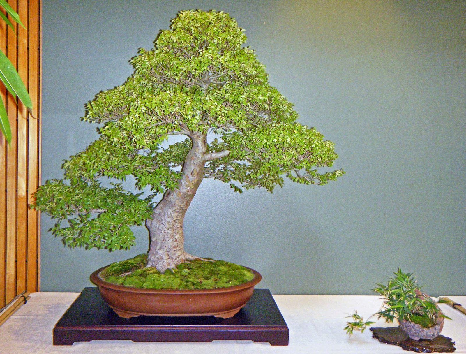 Bonsai In Hoosierland September 2014 Bonsai In Hoosierland September 2014