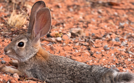 Greyhound Racing Rabbit