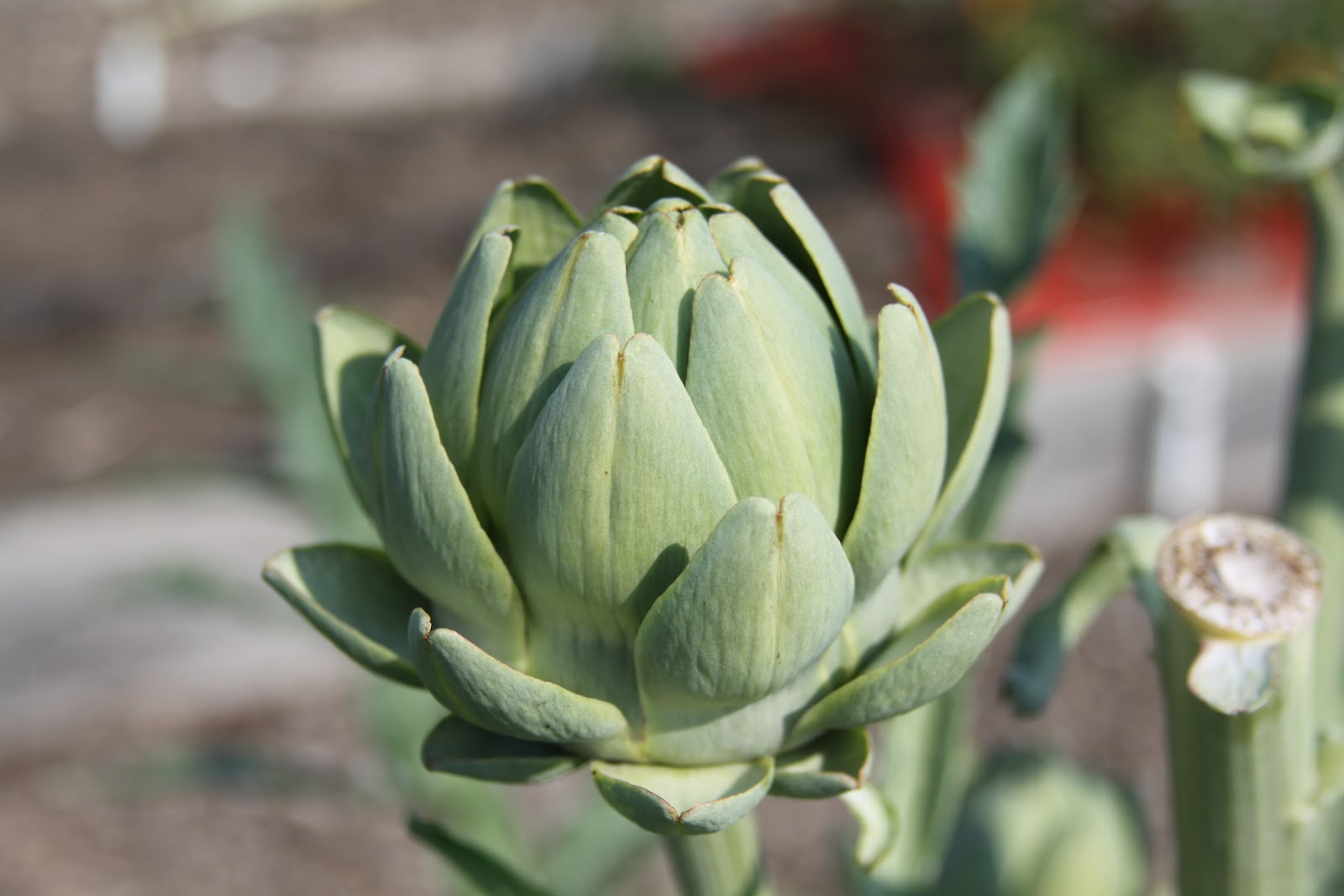 Growing artichokes Susan's in the Garden