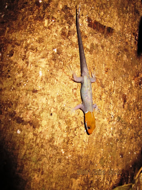 geckos in Nicaragua