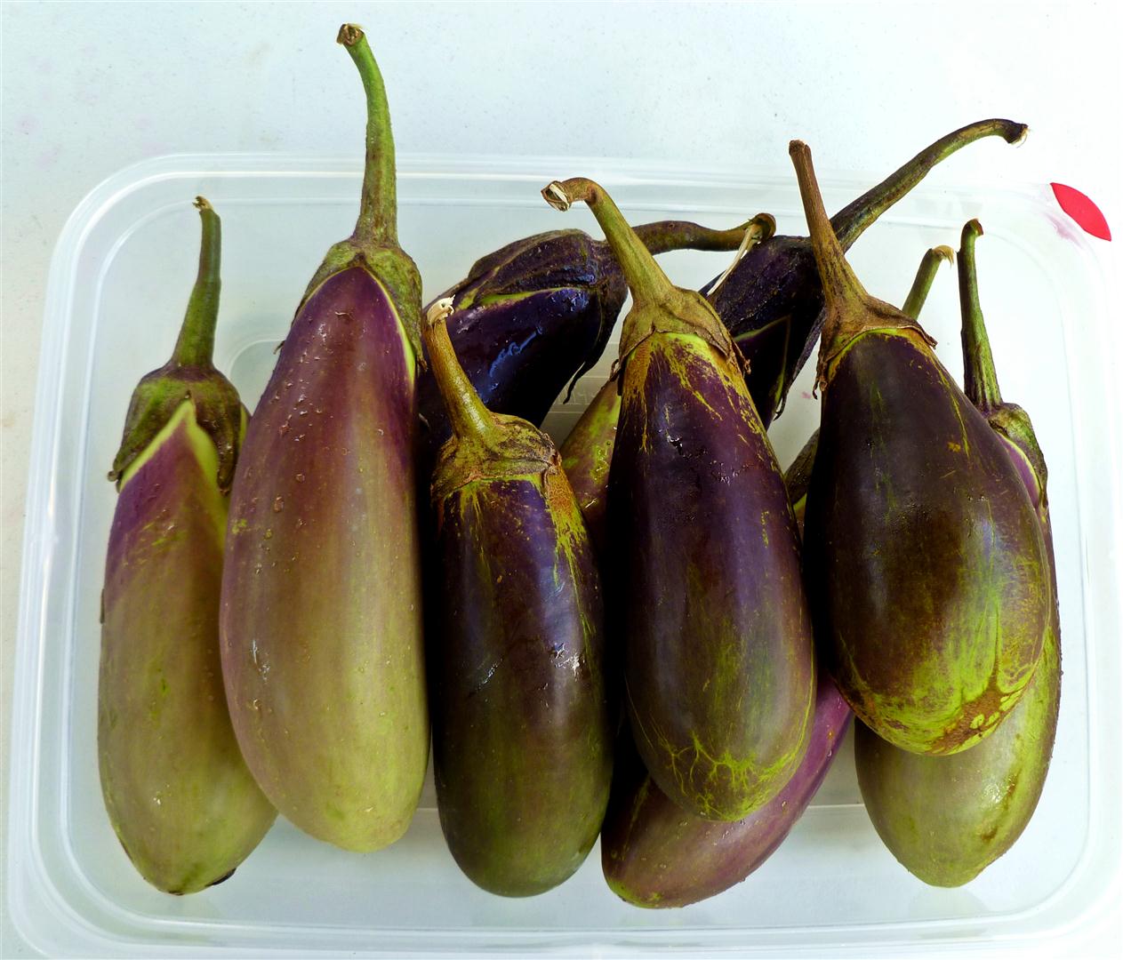 BBQGuam Grilling Eggplant Guam Style