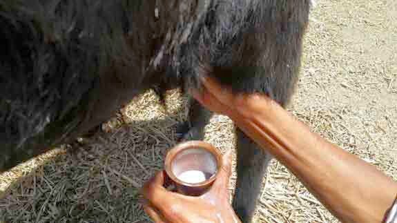 Milking Goat 