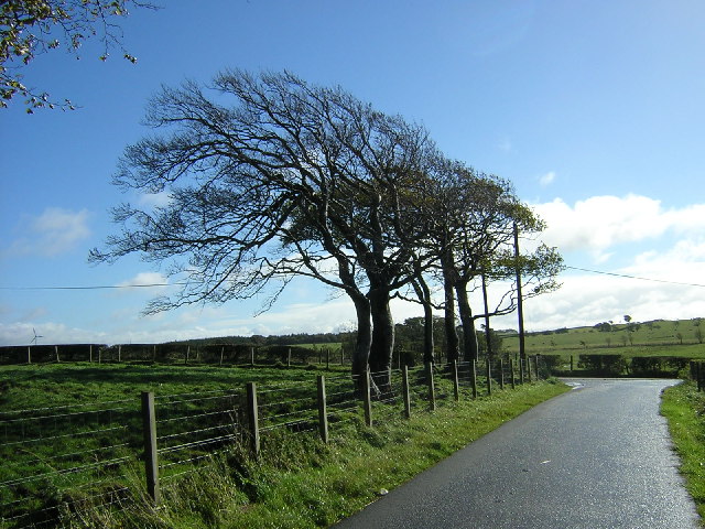 trees+in+the+wind.jpg