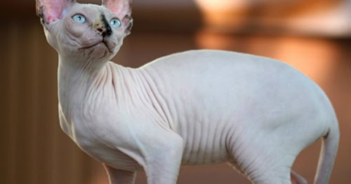 Funny And Cute Animals: Funny Sphynx Cats Latest 2013 Funny Pictures