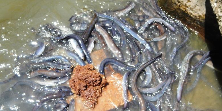 Kopas Dunia Agro Cara Membuat Pakan Ikan Sidat