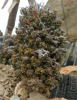 Euphorbia namibensis