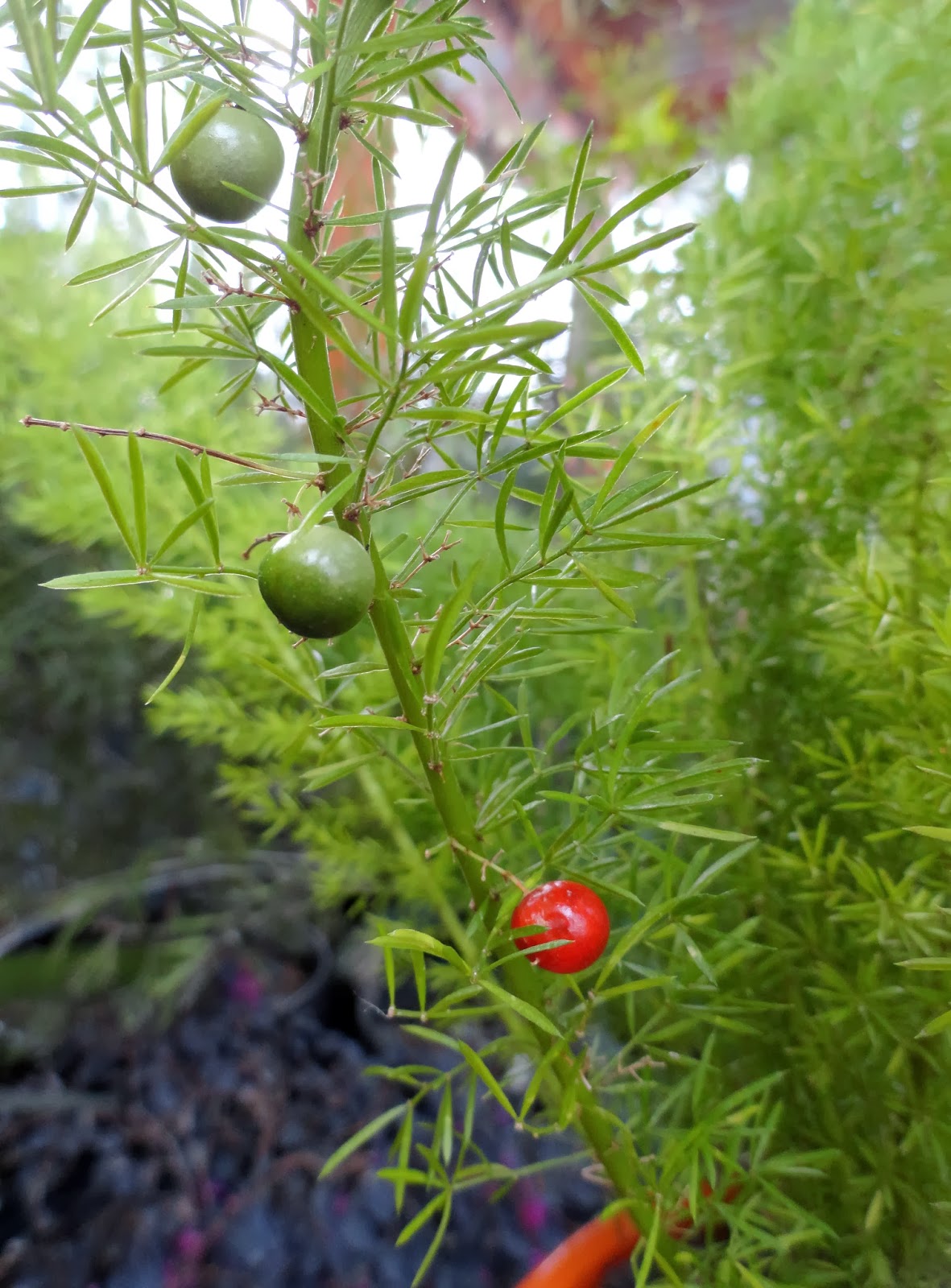 danger garden Asparagus densiflorus 'Meyersii' is my favorite plant