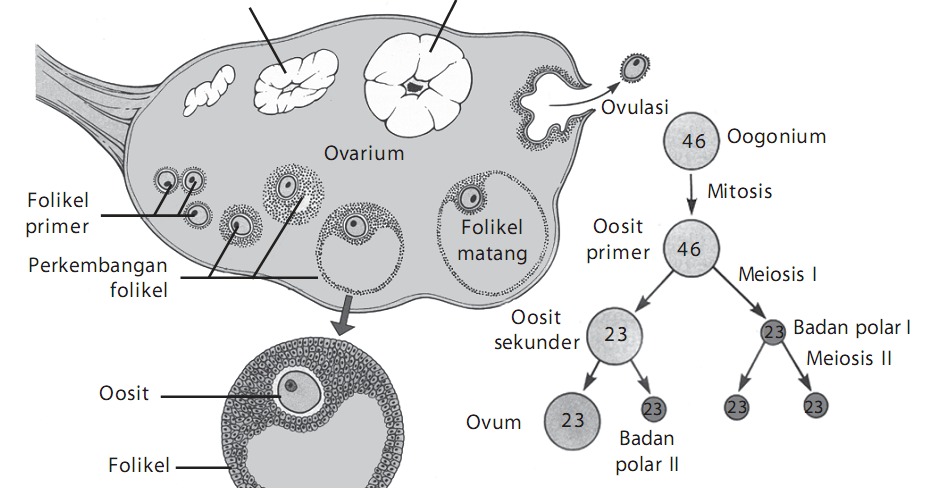 Materi Soal Biologi Smp Sma Rembang Proses Pembentukan Ovum Oogenesis