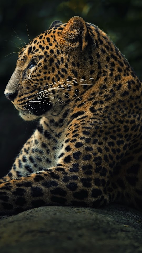 Wild Predator Leopard Android Wallpaper