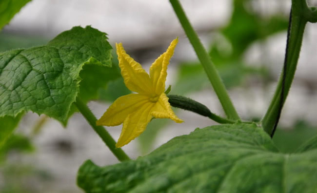 Cucumber Flowers Cucumber Flowers