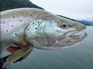 trophy brown trout aysen