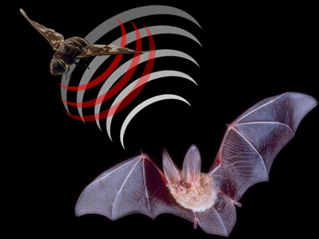 WHAT ARE BATS? |The Garden of Eaden