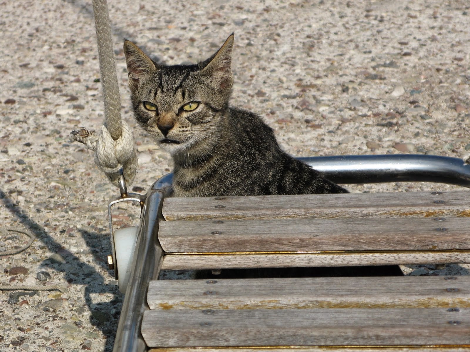 Ship's cat