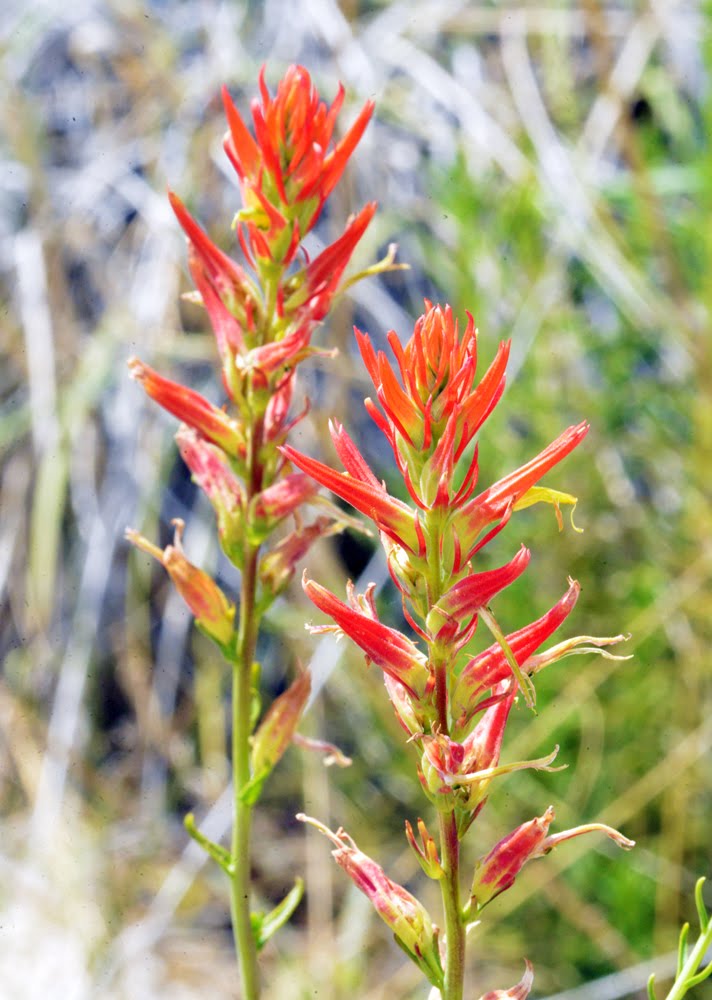 Castilleja linariifolia_4832