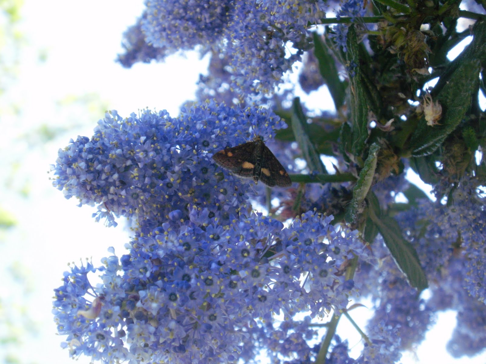 California Lilac Tree