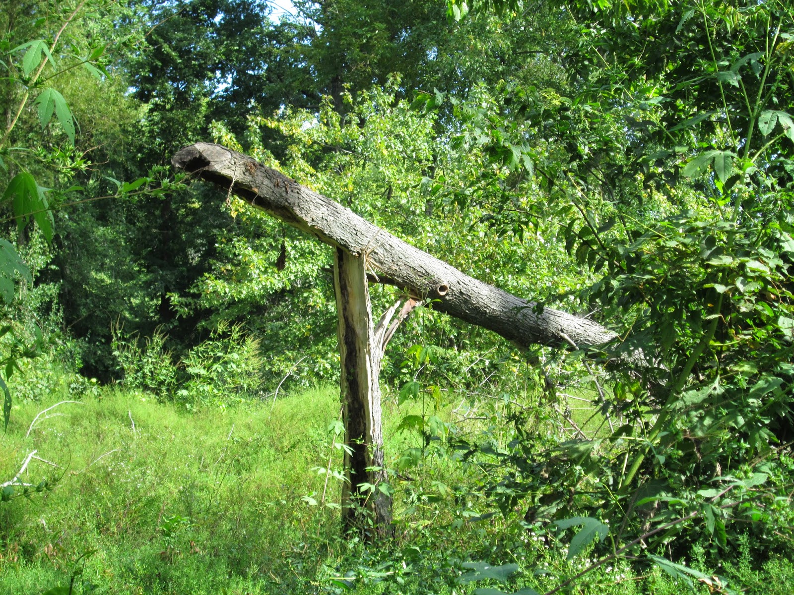 True Blue Sam the Travelin' Man Can You Stand More Chainsaw Safety?