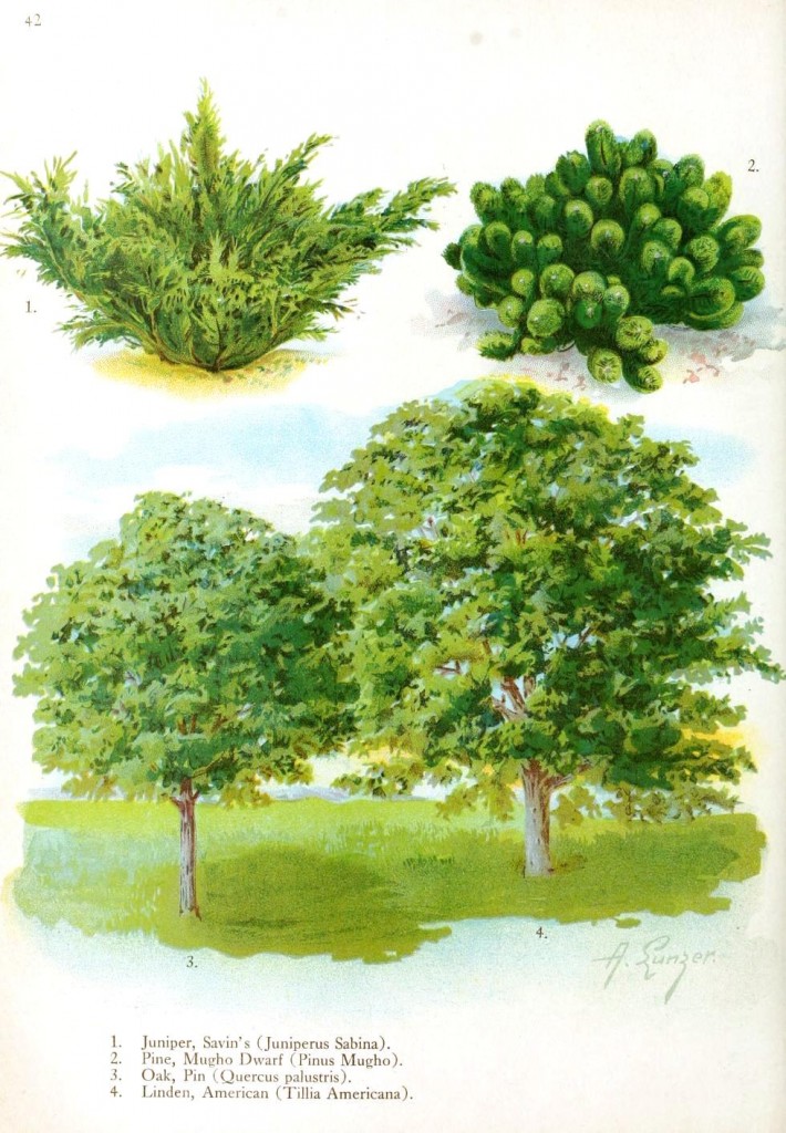 Seed to Feed Me: WHAT IS A TREE?