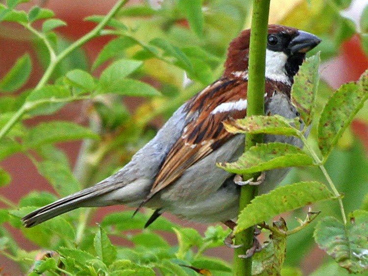 Bird Hybrids House Sparrow x Spanish Sparrow