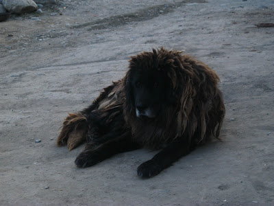 Missing in China dog