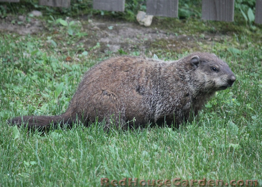 Red House Garden The R.O.U.S.