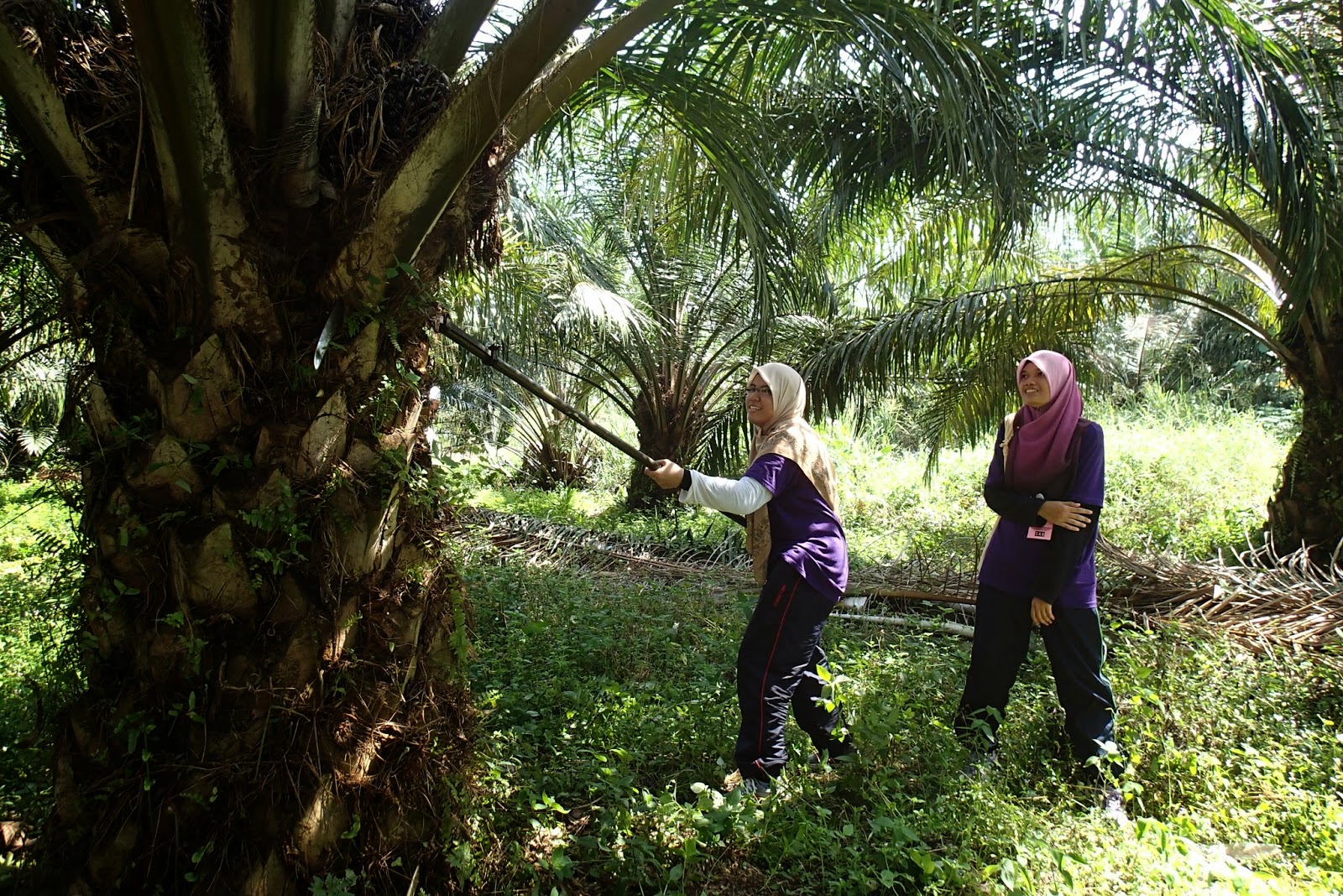PROJEK JALINAN MASYARAKAT SPAS 2015: Mempelajari Cara Pengurusan Ladang