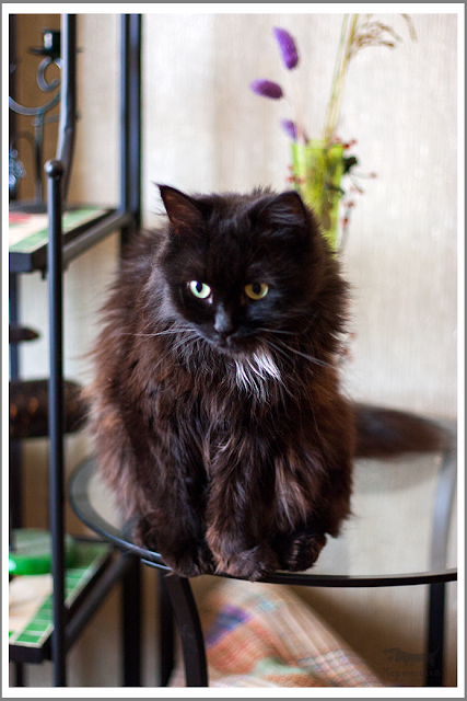 черная кошка black cat