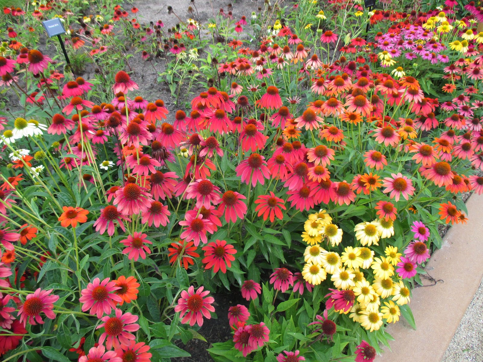 Rotary Botanical Gardens Hort Blog 'Cheyenne Spirit' Coneflower