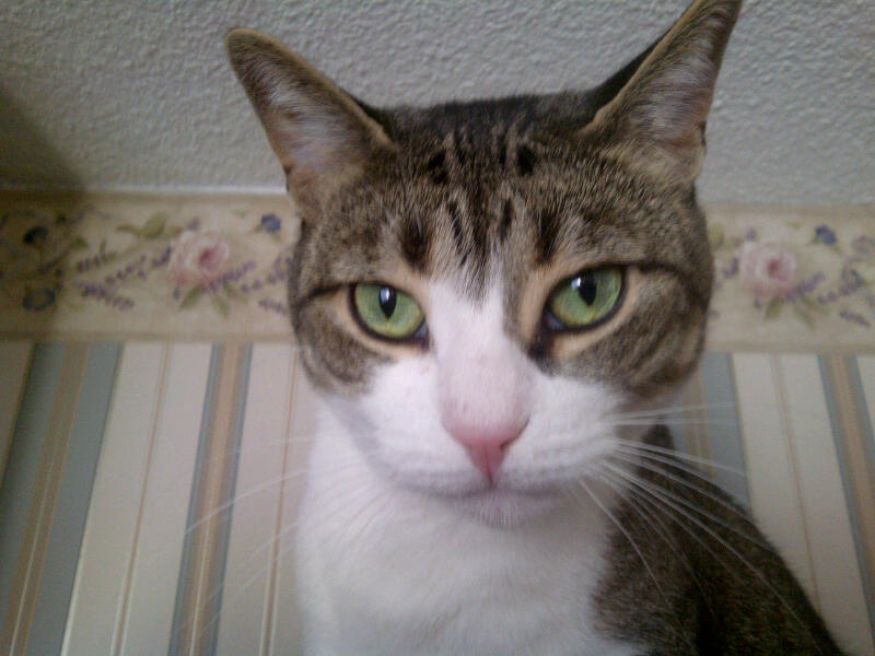 Under the Toronto Sun Cats on crack