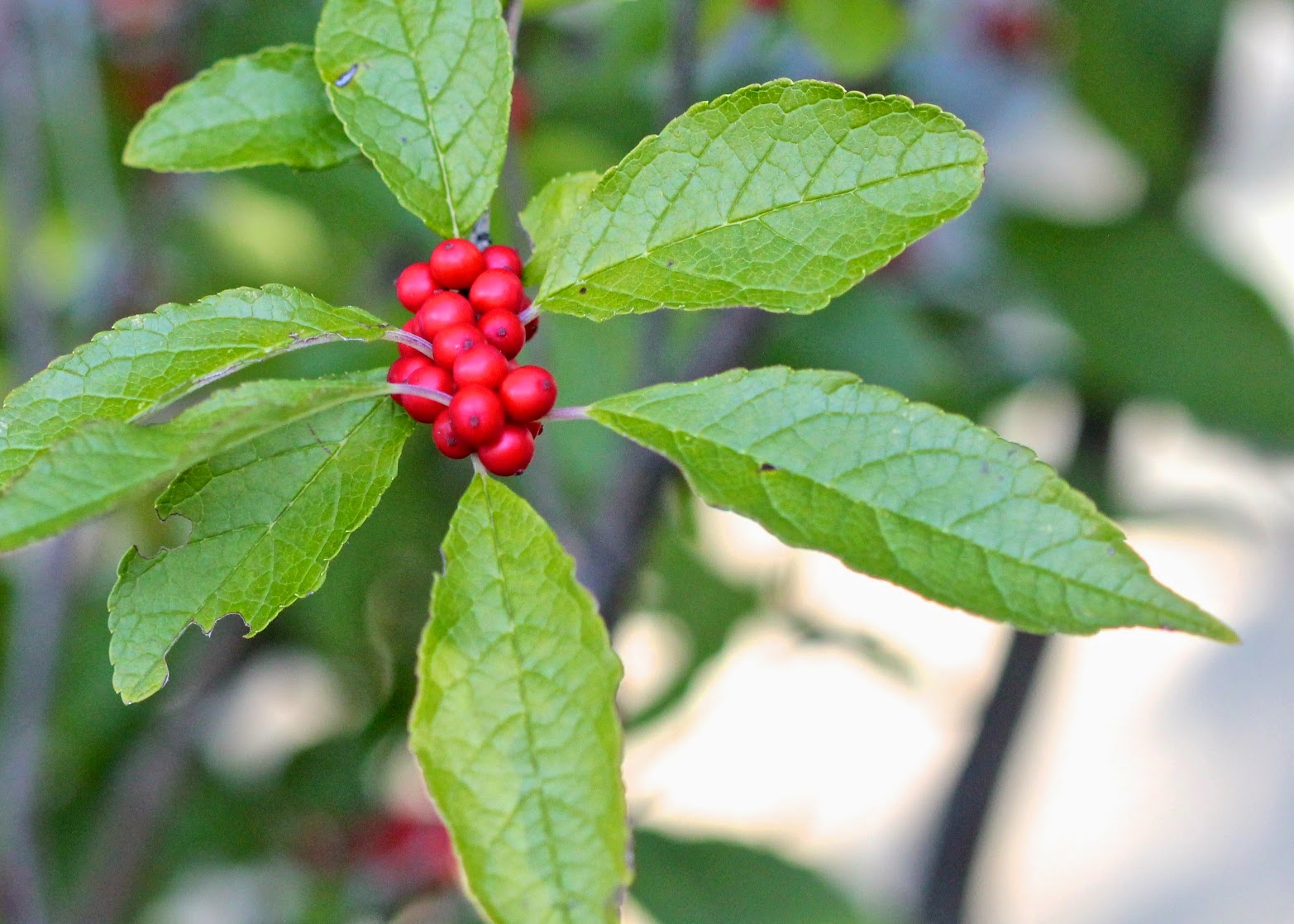 The Joyce Road Neighborhood Holly Berries