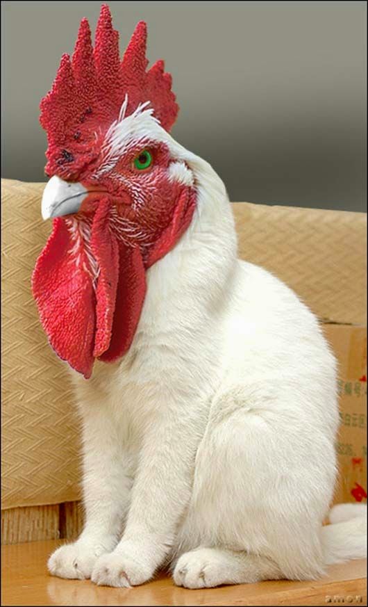 Animal Editing So Cute Creativehozz About Home Decorating