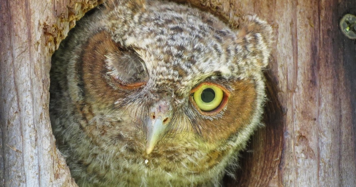 Backyard Birding....and Nature Lovely Winking and Blinking Screech Owlet